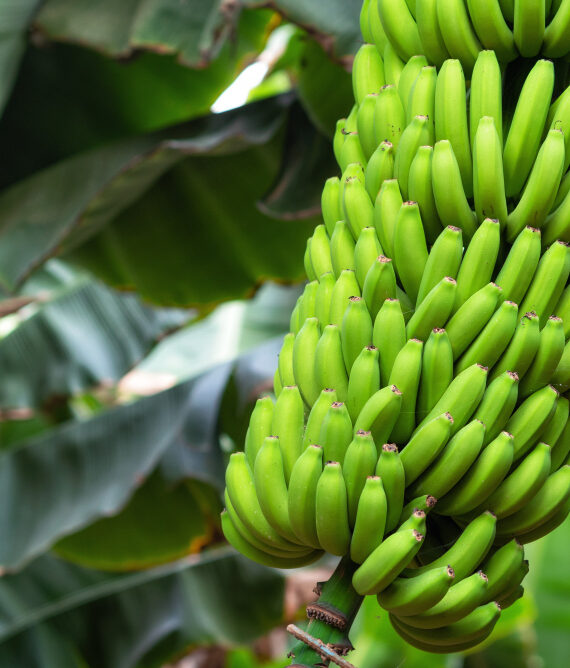 Bananas and Plantain